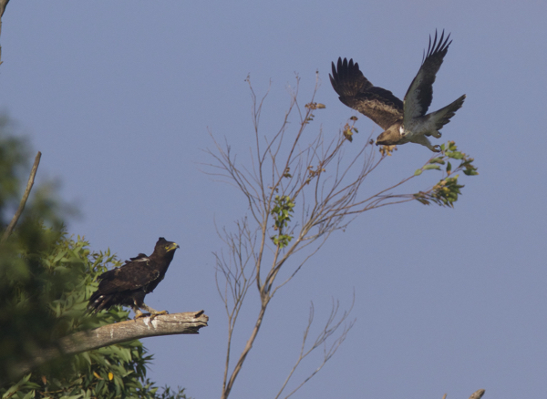 Eagle, Long-crested - 20151230a