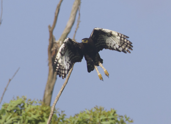 Eagle, Long-crested - 20151230b
