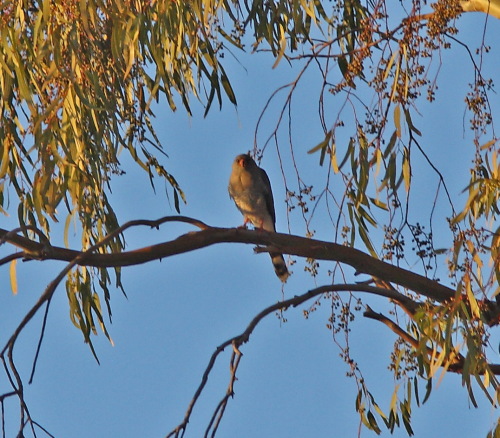 Gabar Goshawk