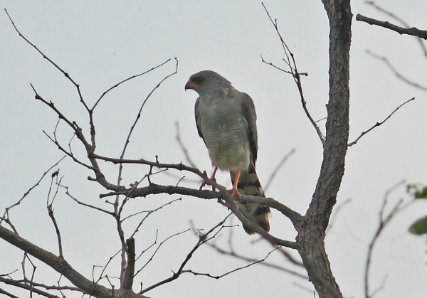 Gabar Goshawk