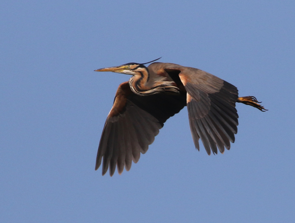 Heron, Purple - 20171021a