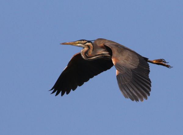 Heron, Purple - 20171021b