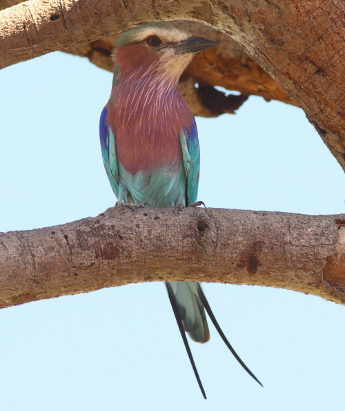 Lilac-breasted Roller