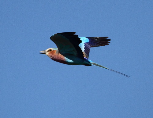 Lilac-breasted Roller