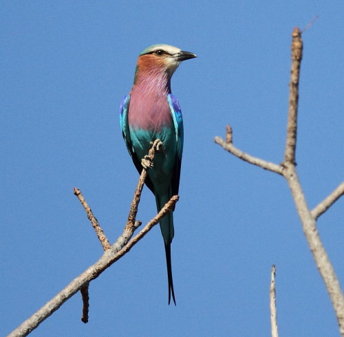 Lilac-breasted Roller
