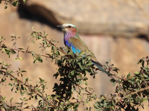 Lilac-breasted Roller