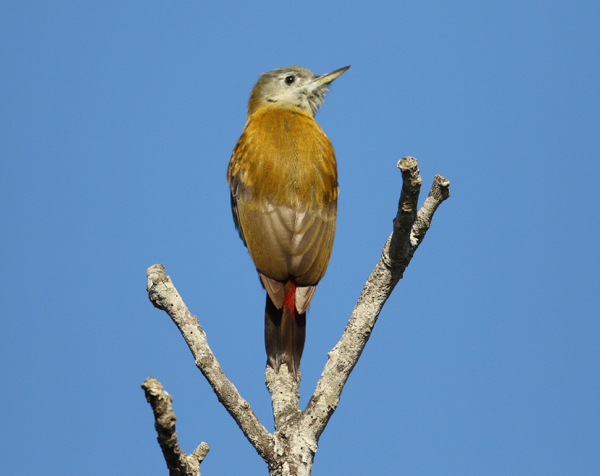 Woodpecker, Olive - 20170416c