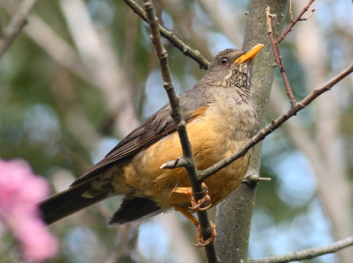 Olive Thrush
