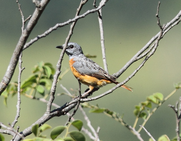 Miombo Rock-thrush