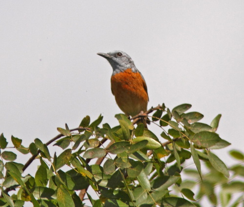 Miombo Rock-thrush