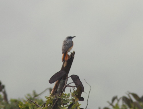 Miombo Rock-thrush