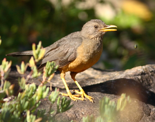 Olive Thrush