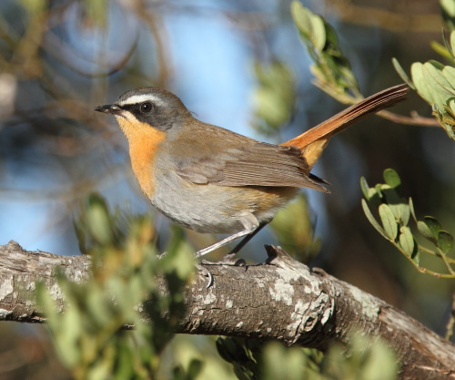 Cape Robin-chat