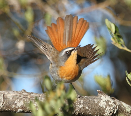 Cape Robin-chat