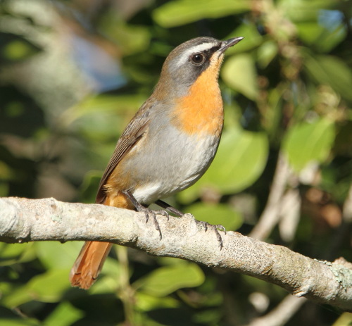 Cape Robin-chat
