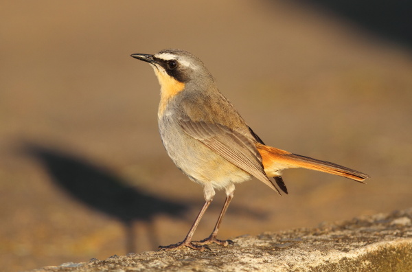 Cape Robin-chat