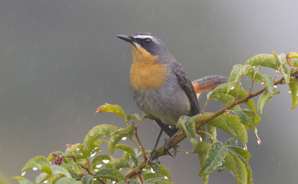 Cape Robin-chat