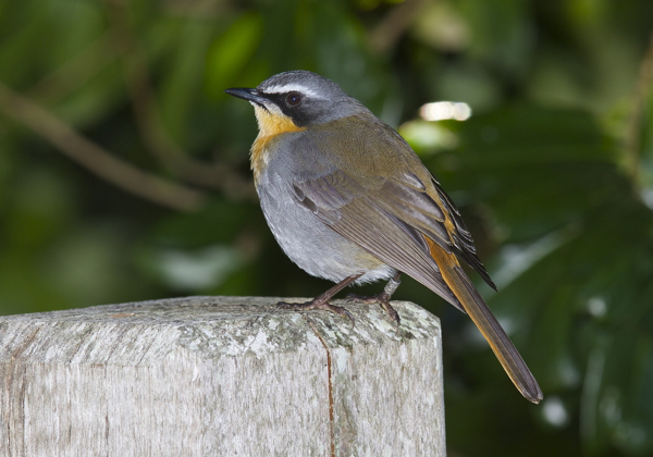 Cape Robin-chat