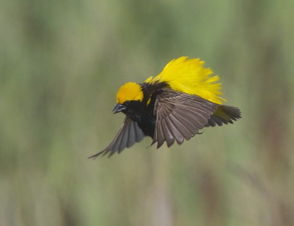Bishop, Yellow-crowned - 20160131