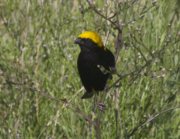 Bishop, Yellow-crowned - 20160131a