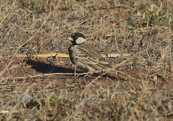 Sparrowlark, Grey-backed - 20160110