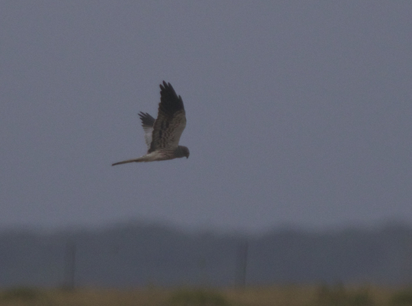 Harrier, Montagu's - 20160101