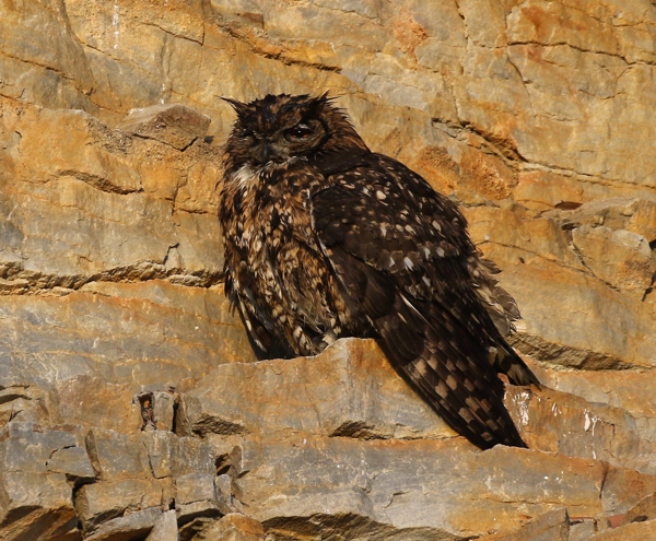 Owl, Cape Eagle- - 20160624